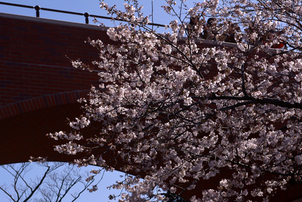 130321 sakura 4 DSC_0781.jpg